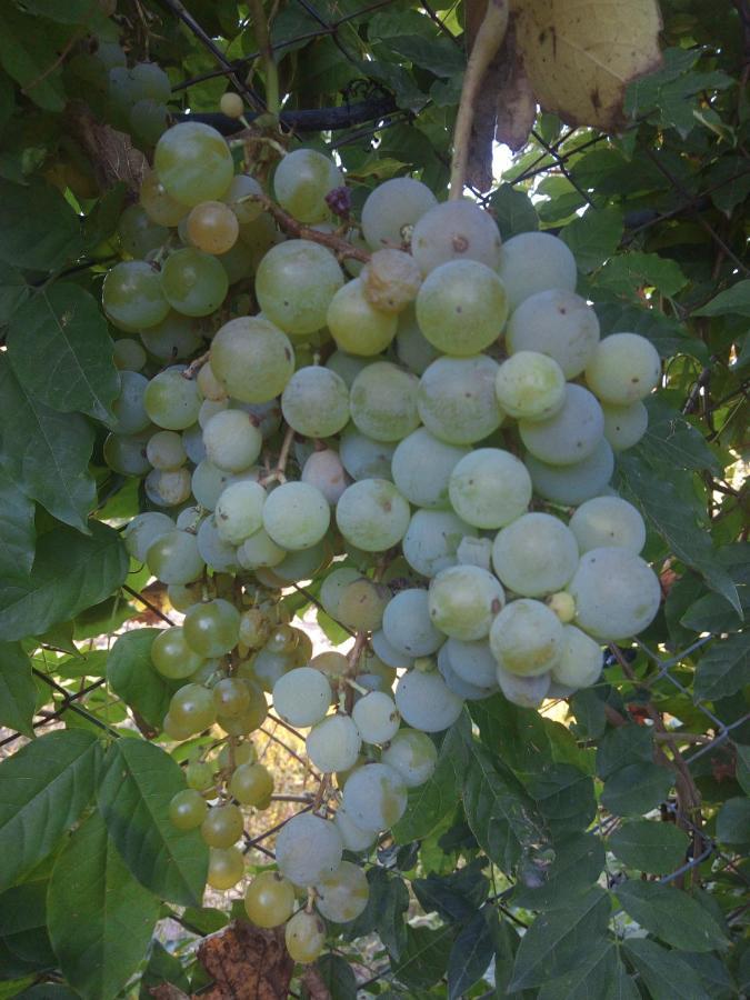 Loft Los Cerezos En Vistalba, Zona De Vinedos Y Bodegas Lujan de Cuyo Buitenkant foto